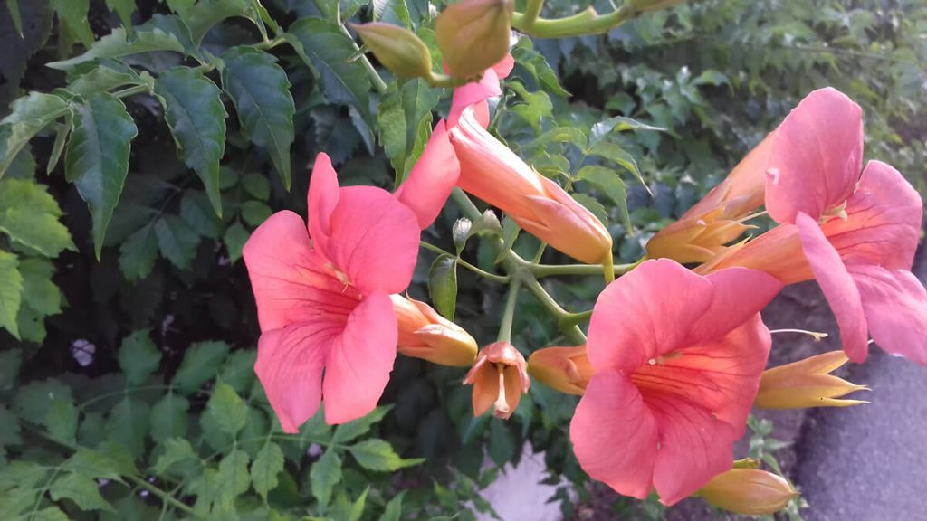 Roślinność na Korfu