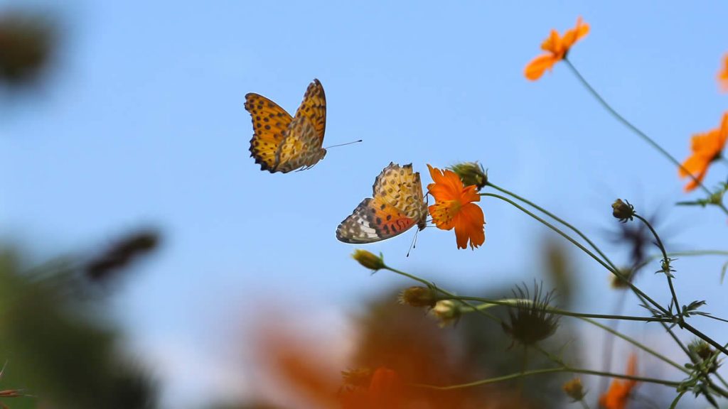 Jak wybaczyć? Dlaczego warto? Dla wolności!